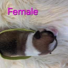 Green Female - Sable female Pembroke Welsh Corgi puppy in Wayne City, Illinois from Lash Livestock & Corgis