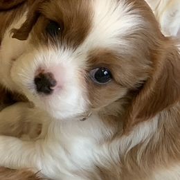 Cavalier King Charles Spaniel Puppies from Grifscamp Cavaliers