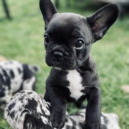 French Bulldog Puppies from Bailey French Bulldogs