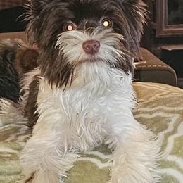 Max - Parti male Yorkshire Terrier puppy in Galax, Virginia from Blueberry Hill Yorkies