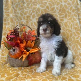 Chestnut - Phantom male Goldendoodle puppy in Atlantic Beach, Florida from Glamorous Golden Doodles