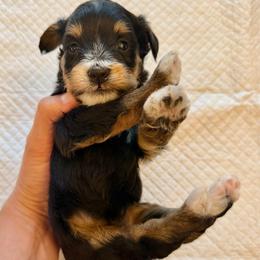 Tricolor Female 2 - Tri-color female Bernedoodle puppy in Brooksville, Florida from Kruger Doodles