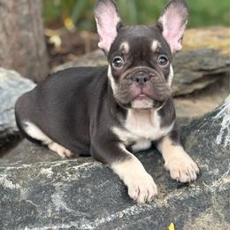Serena - Black and tan female French Bulldog puppy in Ronks, Pennsylvania from Bleu Rock French Bulldogs