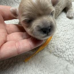 Bliss - Apricot female Maltipoo puppy in Fredericktown, Missouri from Doodle Pups Fur-Ever
