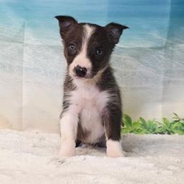 Fiji - Atypical merle female Border Collie puppy in Avilla, Indiana from Borderline Kennels
