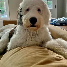 Goldendoodle and Sheepadoodle All Grown Up from Paw City Doodles