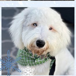 Aussiedoodles, Bernedoodles, Double Doodles, Goldendoodles, Poodles, and Sheepadoodles from Sunny Doodles
