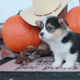 Pembroke Welsh Corgi Puppies from GLC Corgis