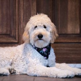 Bianka - Goldendoodle