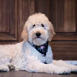 Bianka - Goldendoodle