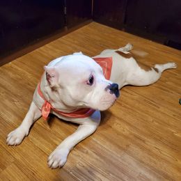 American Bullies from BMMB