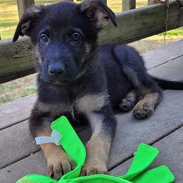 German Shepherds from Jones AKC German Shepherds