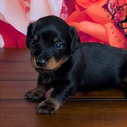 Licorice - Black and tan male Dachshund puppy in Fultonville, New York from Sandy Aussies & Pomeranians