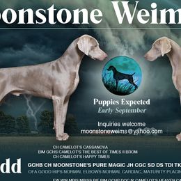 Weimaraners from Moonstone Weimaraners