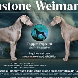 Weimaraners from Moonstone Weimaraners