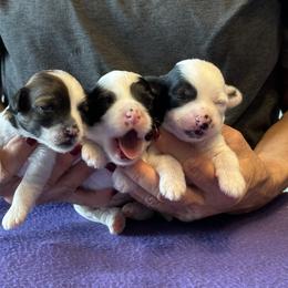 Chinese Crested and Russell Terrier Puppies from Jumping Jacks Russells