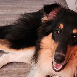 Collies from Reger Collies