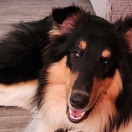 Collies from Reger Collies