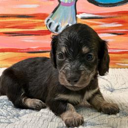 Ysabel - Black and cream female Dachshund puppy in Hensley, Arkansas from The Dachshund Barn