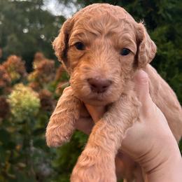 Sage Boy - Apricot male Goldendoodle puppy in Huntsville, Alabama from Winchester Doodles