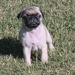 Boy 5 - Fawn male Pug puppy in Marshville, North Carolina from adorable pug puppies