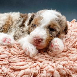 Breve - Chocolate merle female Bernedoodle puppy in Hudson, Indiana from TurkeyCreek-K9