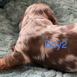 Isabella and Tan dapple boy - Dapple male Dachshund puppy in Paris, Texas from Rolling9dachshunds