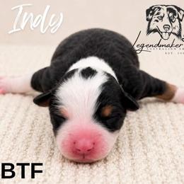 Indy - Black tri female Toy Australian Shepherd puppy in Leitchfield, Kentucky from Legendmaker MAS