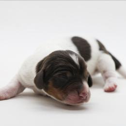 Male 2 - Piebald male Dachshund puppy in Childress, Texas from Taylor Farms