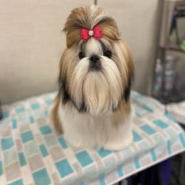 Ribbon - Shih Tzu