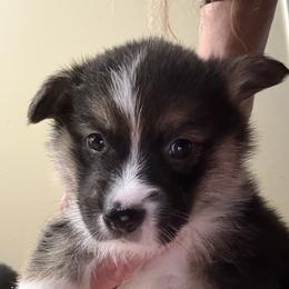 Tri girl 3 (big Bertha) - Black and tan female Pembroke Welsh Corgi puppy in Mountain View, Hawaii from Celtic Corgis