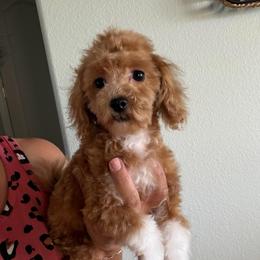 Sir Bentley - Apricot male Maltipoo puppy in Southern,, California from Maltipoo Tiny Pups & More