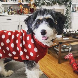 Stella - Bernedoodle