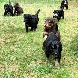 Bernedoodle Puppies from Ferro Family Doodles