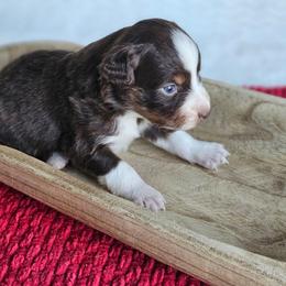 Ruger - Red tri-color male Australian Shepherd puppy in Mountain Grove, Missouri from K Bar H Farms
