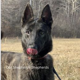 Miah - Dutch Shepherd