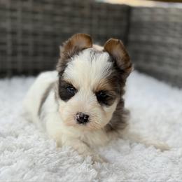 Clover - Parti male Yorkshire Terrier puppy in Hardin, Texas from Katrinas puppies