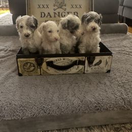 Sheepadoodle Puppies from Chicago Sheepadoodles