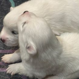 Kiko - White male American Eskimo Dog puppy in Hesperia, California from Bella's American Eskimos