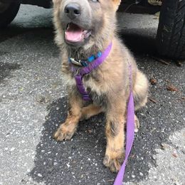 German Shepherd Puppies from Buchanan’s Shepherds