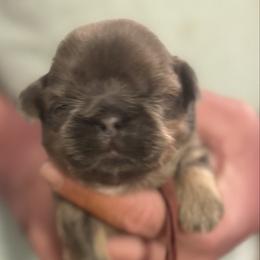 Maroon boy - Liver male Shih Tzu puppy in Berkeley Springs, West Virginia from Sandridge Shih Tzus