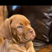 Dogue de Bordeaux Puppies from Theresea Martin