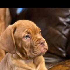 Dogue de Bordeaux Puppies from Theresea Martin