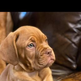 Dogue de Bordeaux Puppies from Theresea Martin