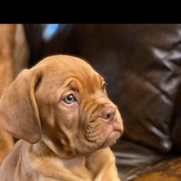 Dogue de Bordeaux Puppies from Theresea Martin