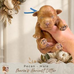 Pecan - Apricot male Goldendoodle puppy in Norcross, Georgia from Teddy Puppies