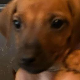 Shania Twain - Red wheaten female Rhodesian Ridgeback puppy in Waterloo, Nebraska from Bar B Ridgebacks
