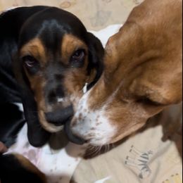 Basset Hound and Collie Puppies from Collegiate Bassets and Rheign Collies