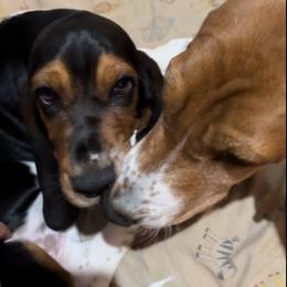 Basset Hound and Collie Puppies from Collegiate Bassets and Rheign Collies