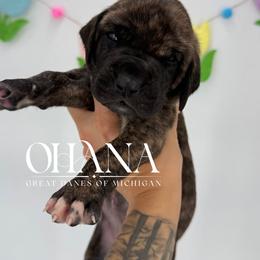 Leia - Brindle female Great Dane puppy in Michigan from Ohana Great Danes of Michigan